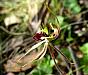 Arachnorchis Parva - Small Spider Orchid.jpg